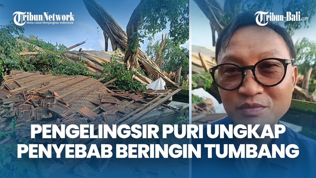 Pihak Puri Jelaskan Beringin 300 Tahun Roboh Diduga Akibat Batang Lapuk dan Cuaca Ekstrem