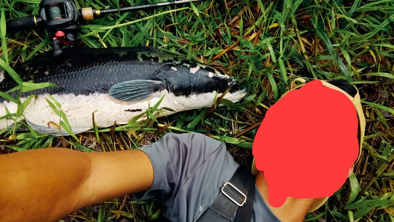 Toman New World Record