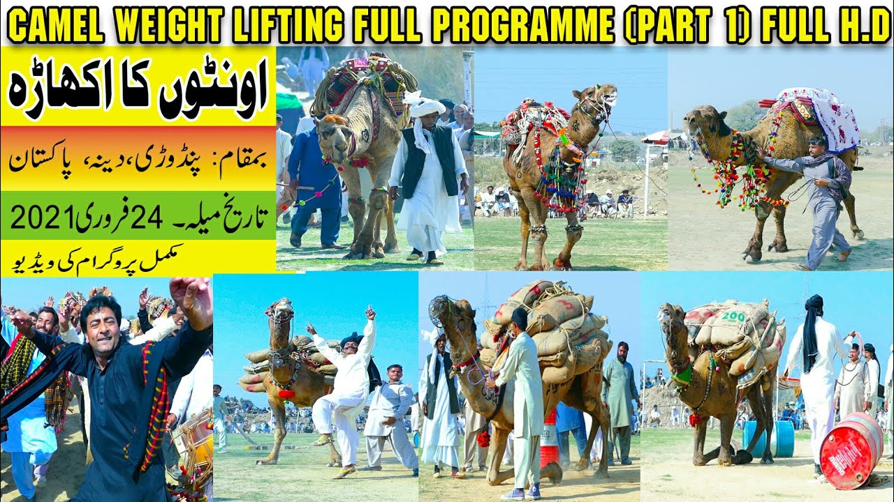 Camel Weightlifting 2021 in Pandori Dina Pakistan | Total Weight 37 Mann | Date 24 February 2021