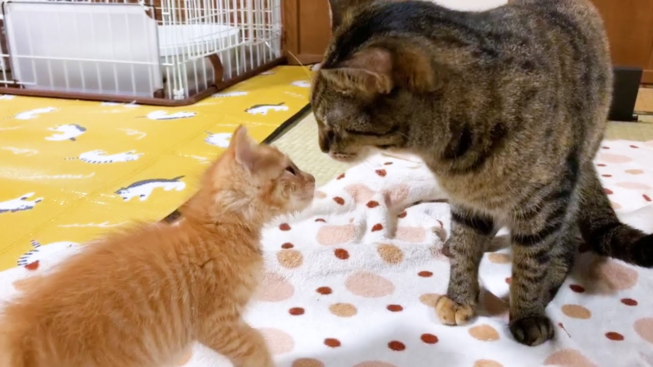 お姉ちゃん猫にトコトコと歩み寄る子猫♥　Cute kitten