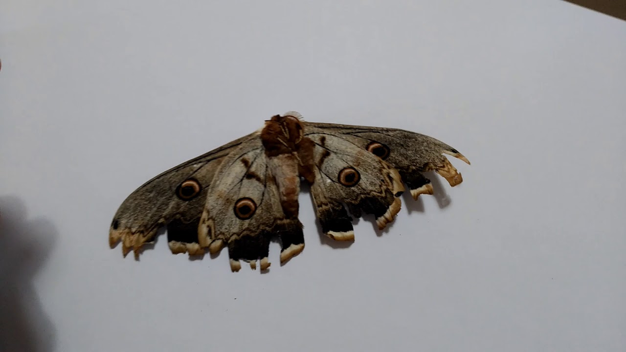 &iexcl;EL INSECTO M&Aacute;S GRANDE DE EUROPA! El Gran Pav&oacute;n Nocturno (Saturnia pyri)