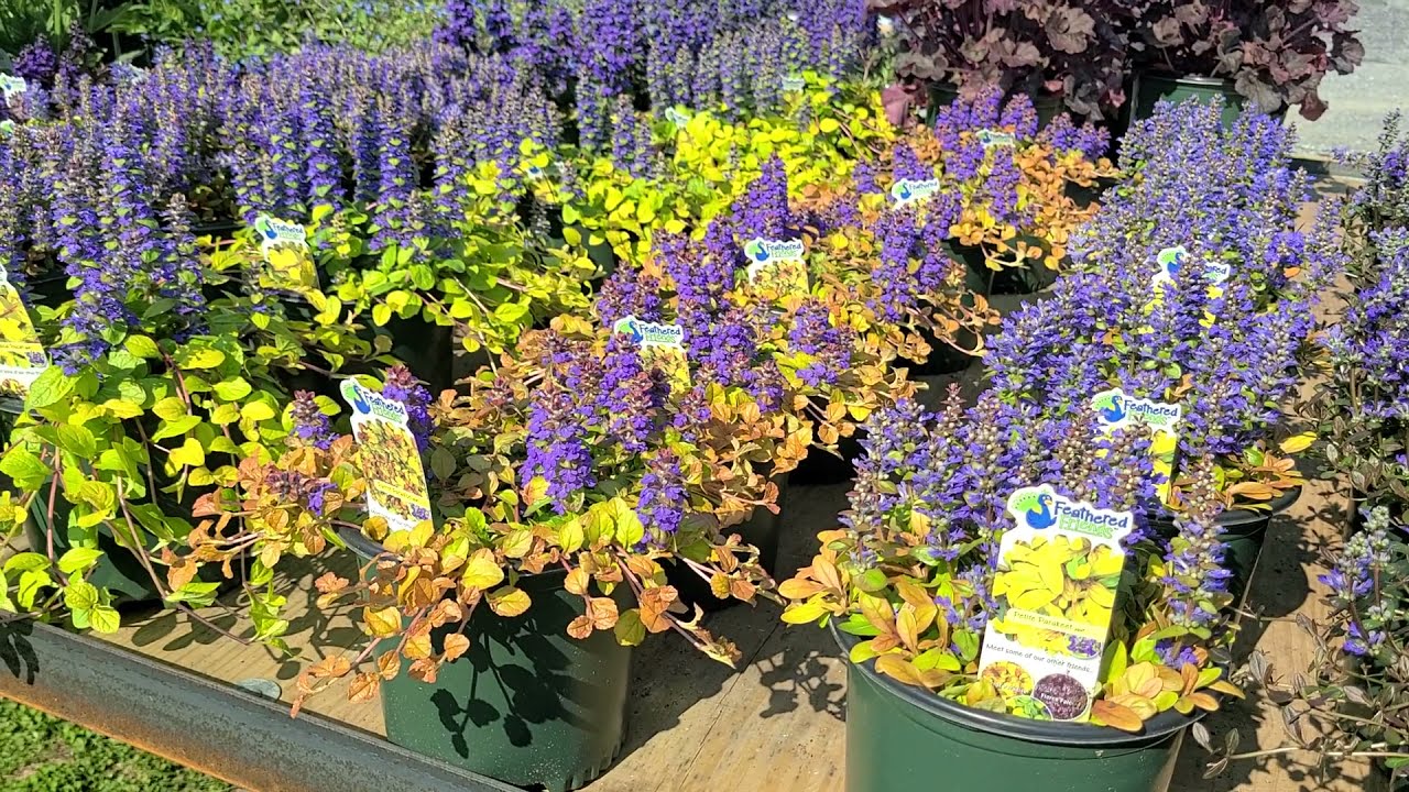 Ajuga Feather Friends™Collection//💜Exciting NEW Introductions! Color, Color and even MORE Color!
