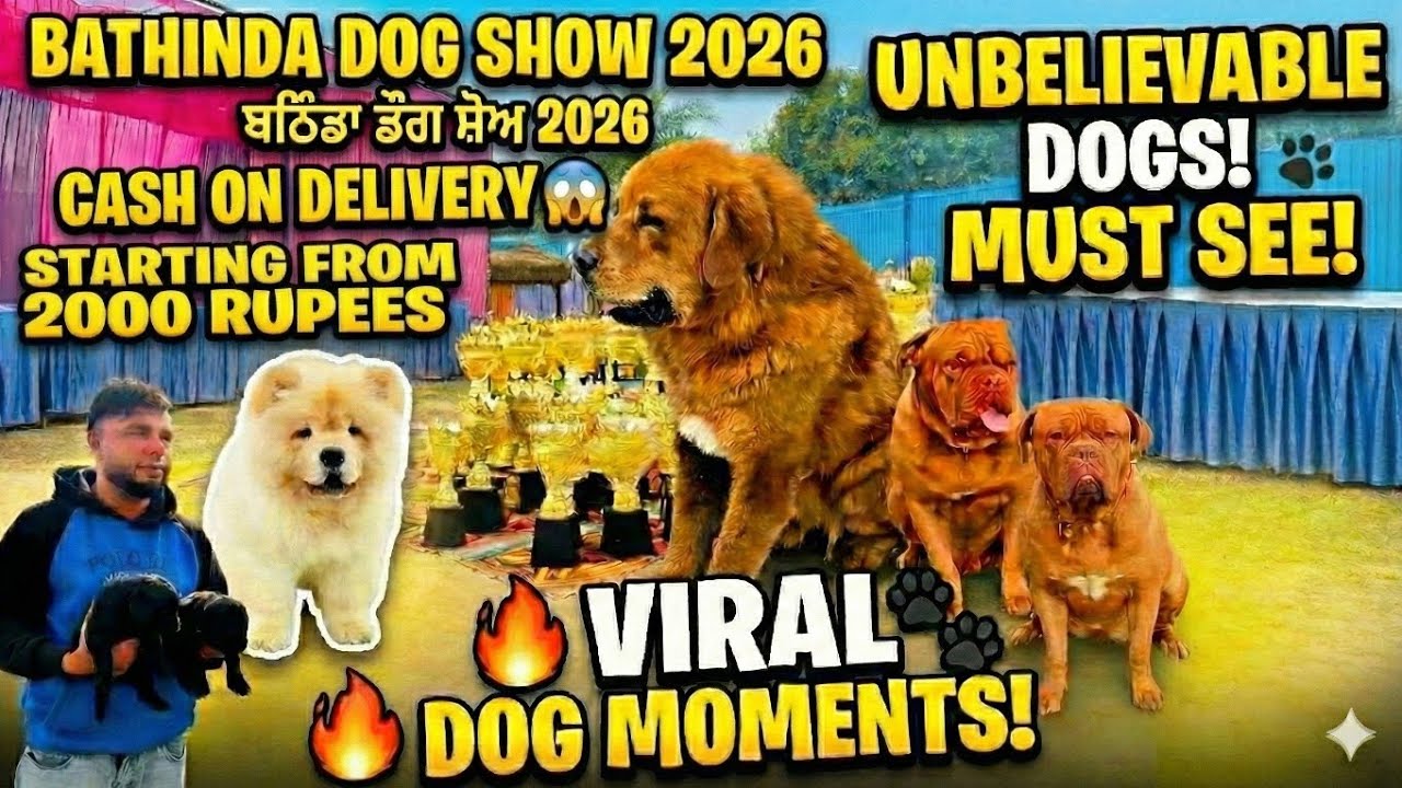 Bathinda Dog Show 2026 || Chow Chow & Golden Retriever ||  Champion Dogs 
