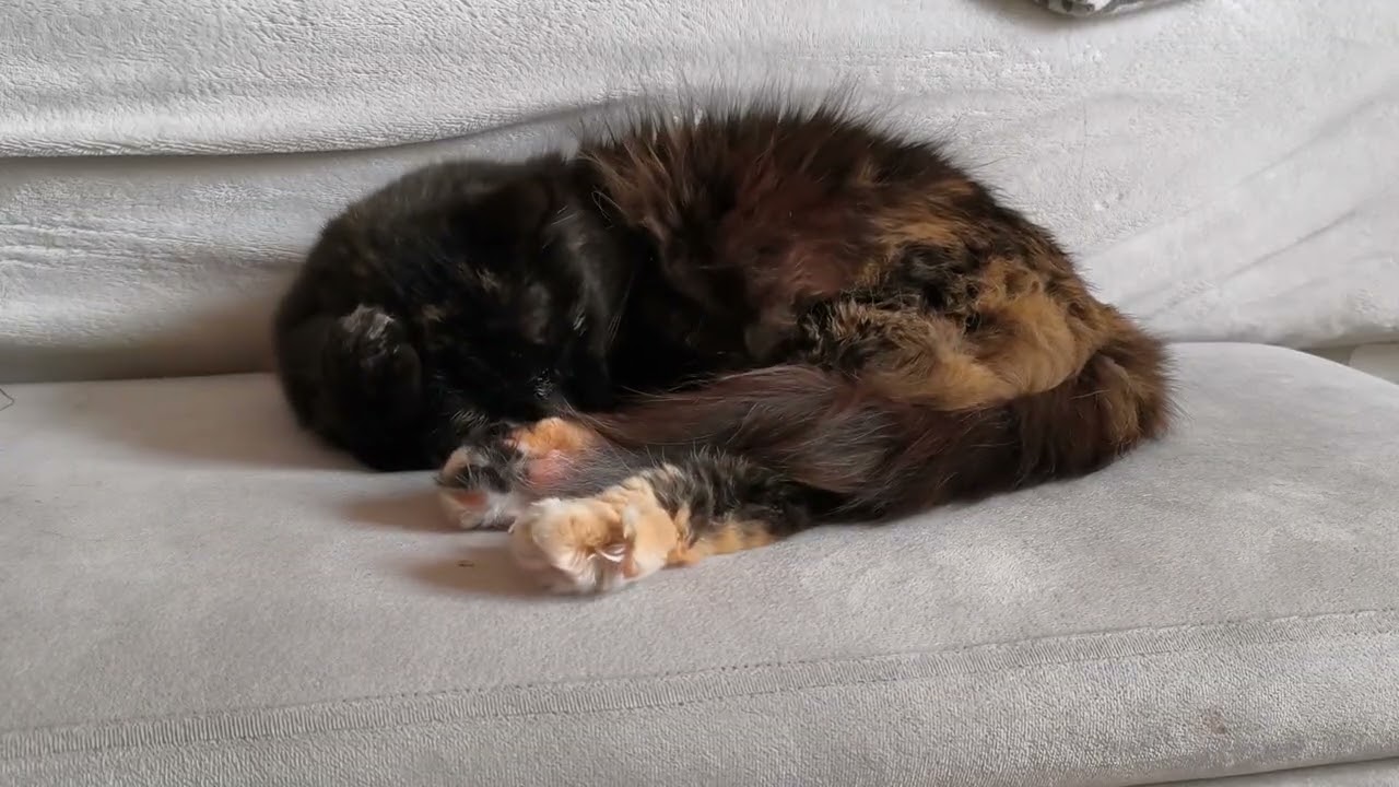 Ultimate Relaxation with Kuscheli 🐾 | Tortoiseshell Cat Sleeping by the Bed 😴✨