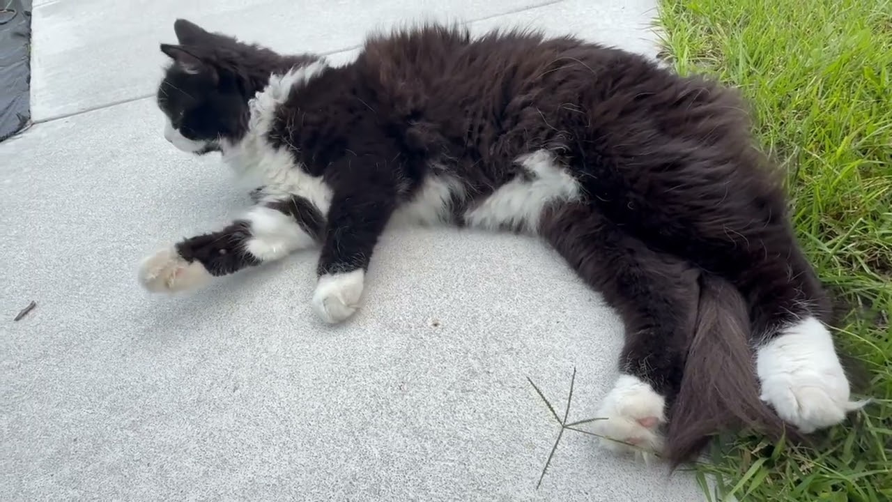 He Used to Be Homeless, Now He Owns the Path ❤️ (Rescue Cat Routine)