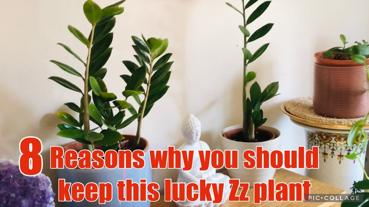Zz plant | Fortune tree| Eight benefits of Zz plant #zzplant #benefits #luckyplants