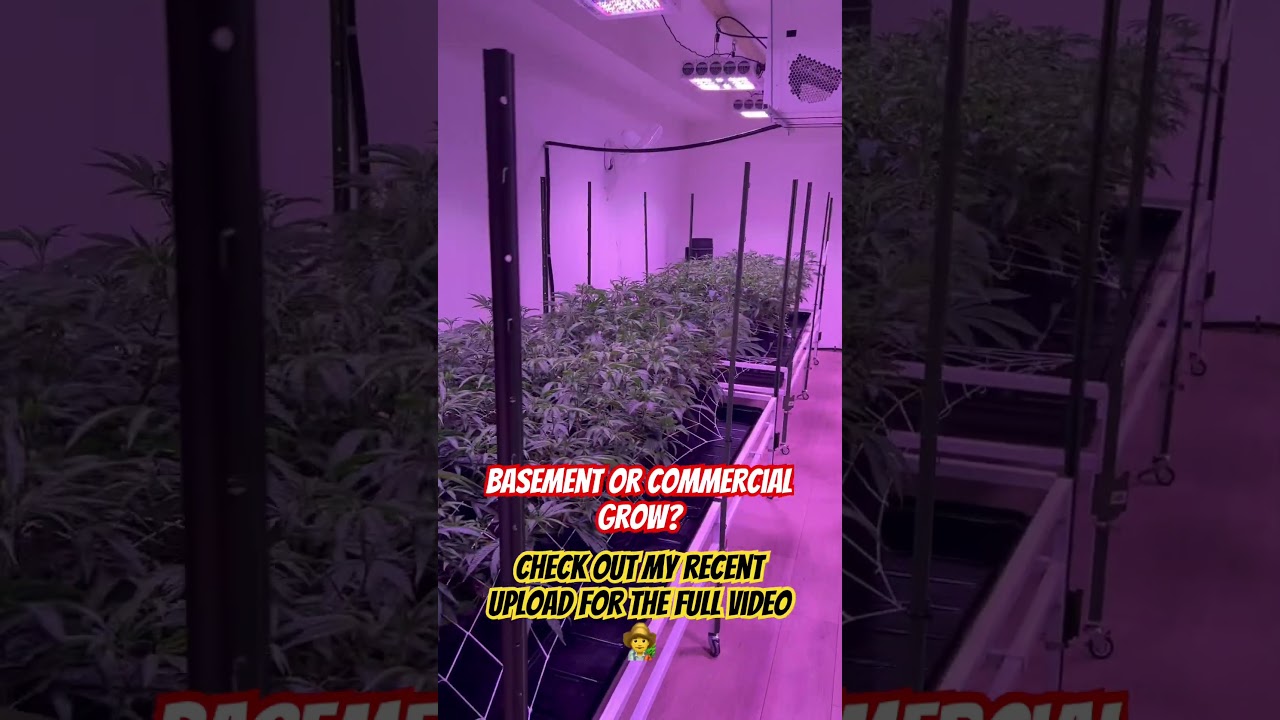 Basement or commercial grow? Watch to find out #co2 #dehumidifier #grow #led #like #subscribe