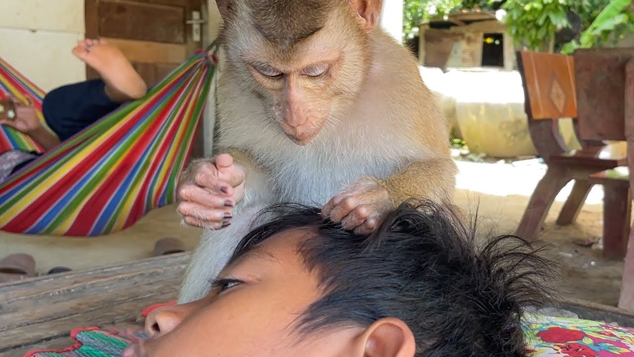 Baby Monkey Zueii Really Love Grooming Her Brother