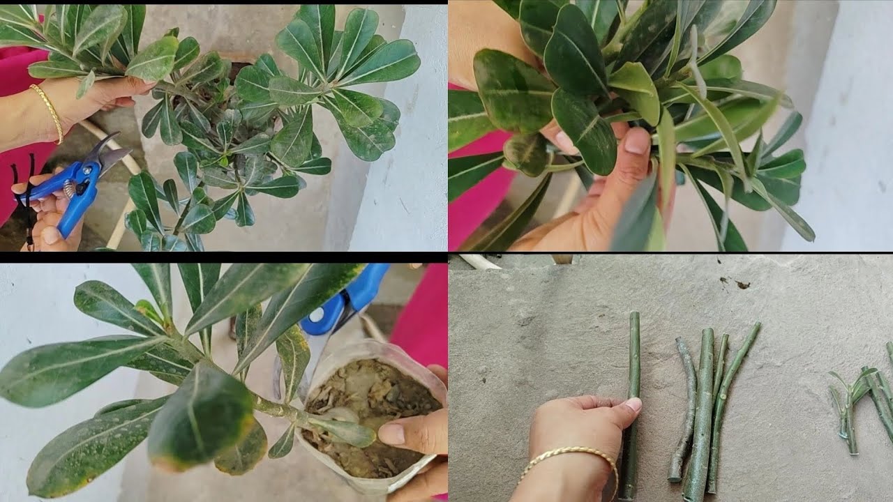 Adenium pruning touba yare ✂️