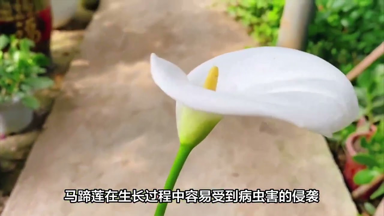 马蹄莲怎么养，马蹄莲的养殖方法及注意事项