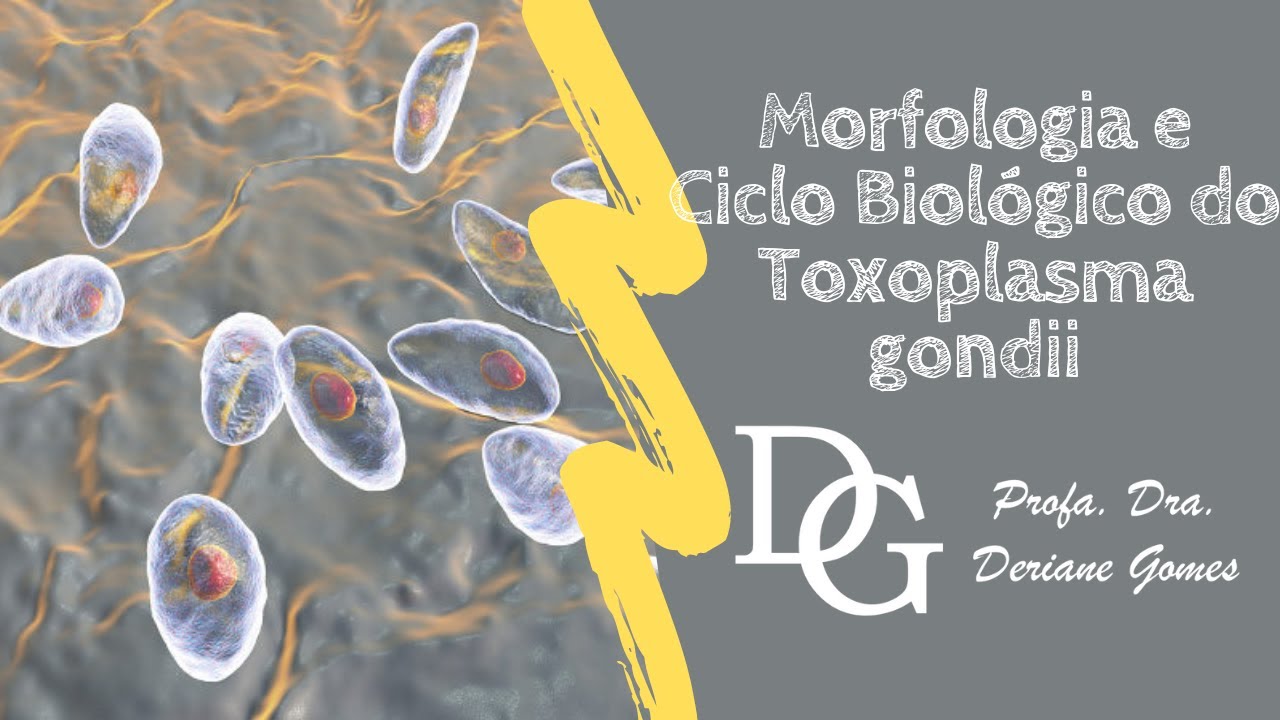 103. Morfologia e Ciclo Biológico do Toxoplasma gondii