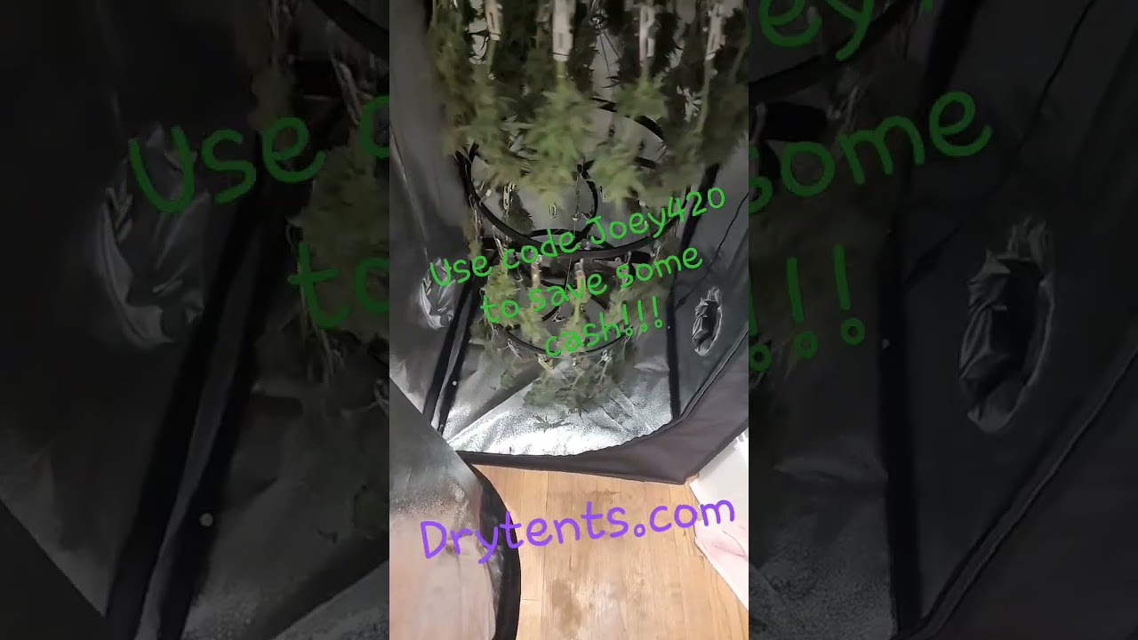Best dry tent ever!! use code Joey420 to save some money @ drytents.com