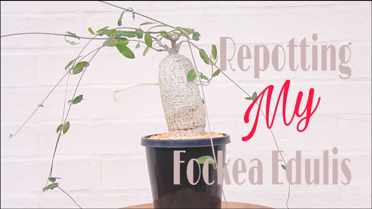 How to - Repotting my Fockea Edulis