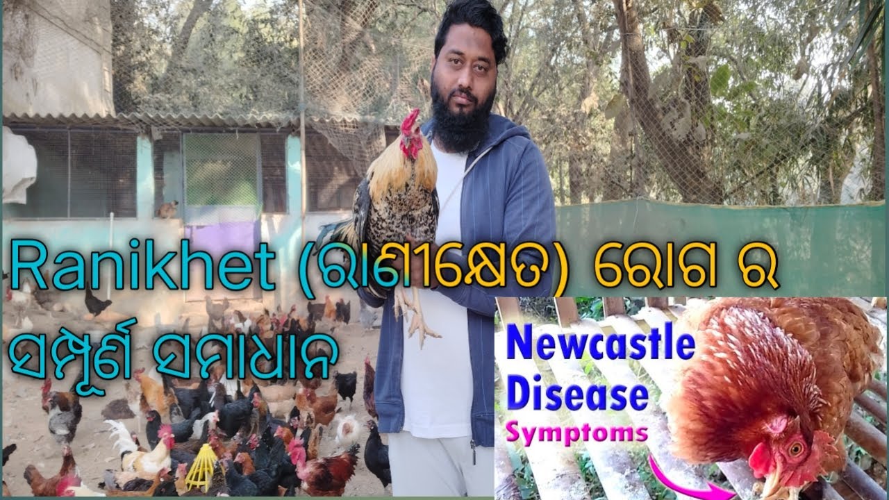 ରାଣୀକ୍ଷେତ ର ସମ୍ପୂର୍ଣ ସମାଧାନ l Ranikhet Treatment #ranikhet #ranikhetnews #chicken #roosterfarm