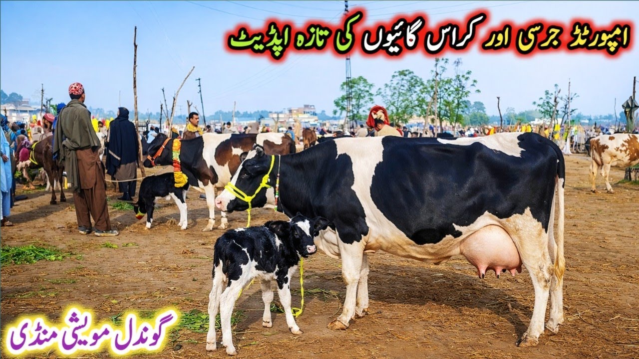 Gondal Mandi latest update 18March 2026!jersey cow price in Punjab!HF cow Fresh Rate update!#cow 