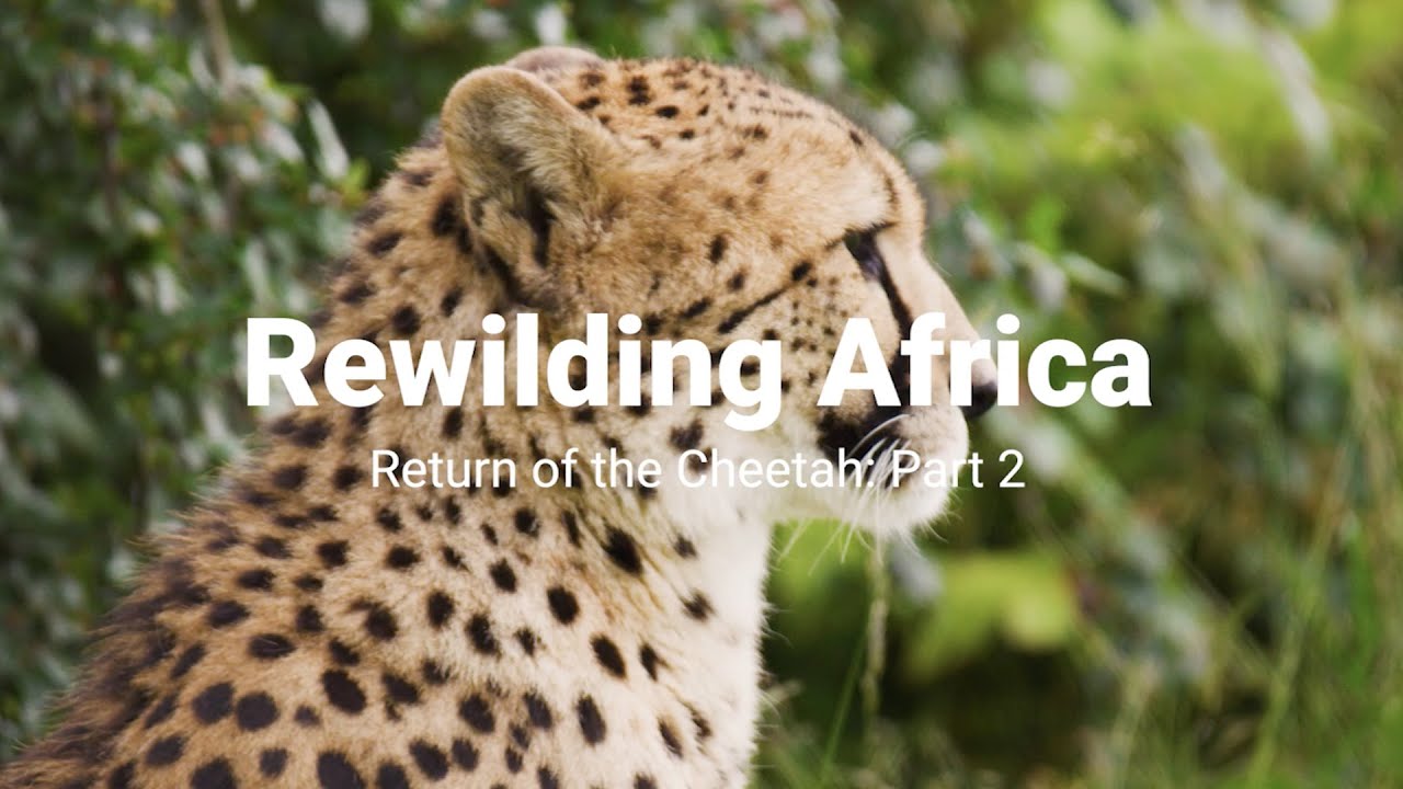 Rewilding Africa: Return of the cheetah (Part 2)