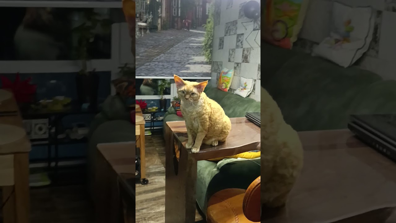 Насели на папаню🐱🐾