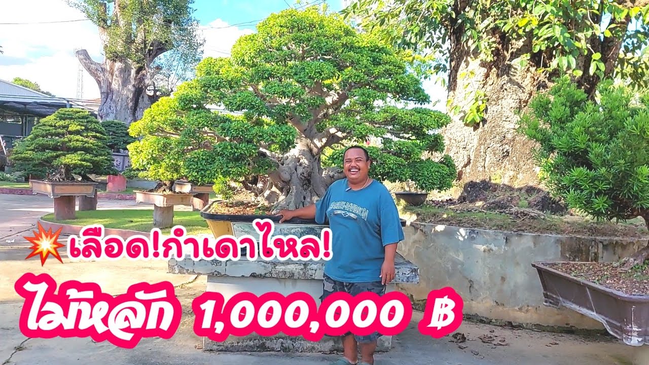 💥👍 บอนไซไม้หลัก 1,000,000 บาท ณ สวนบางกอกบอนไซถนนพุทธบูชาของคุณพิศิษฐ์ อริยะอมรกุล นายกสมาคมบอนไซไทย