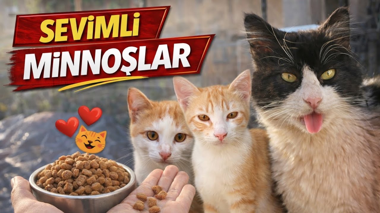Sevimli kedilerimiz #kedi #kedivideoları #cat #catvideos #catlover 