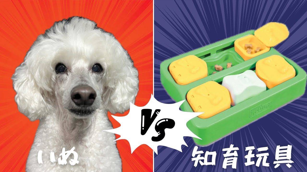 プレゼントにもらった知育玩具攻略してみた白いトイプードル【クリスマス】