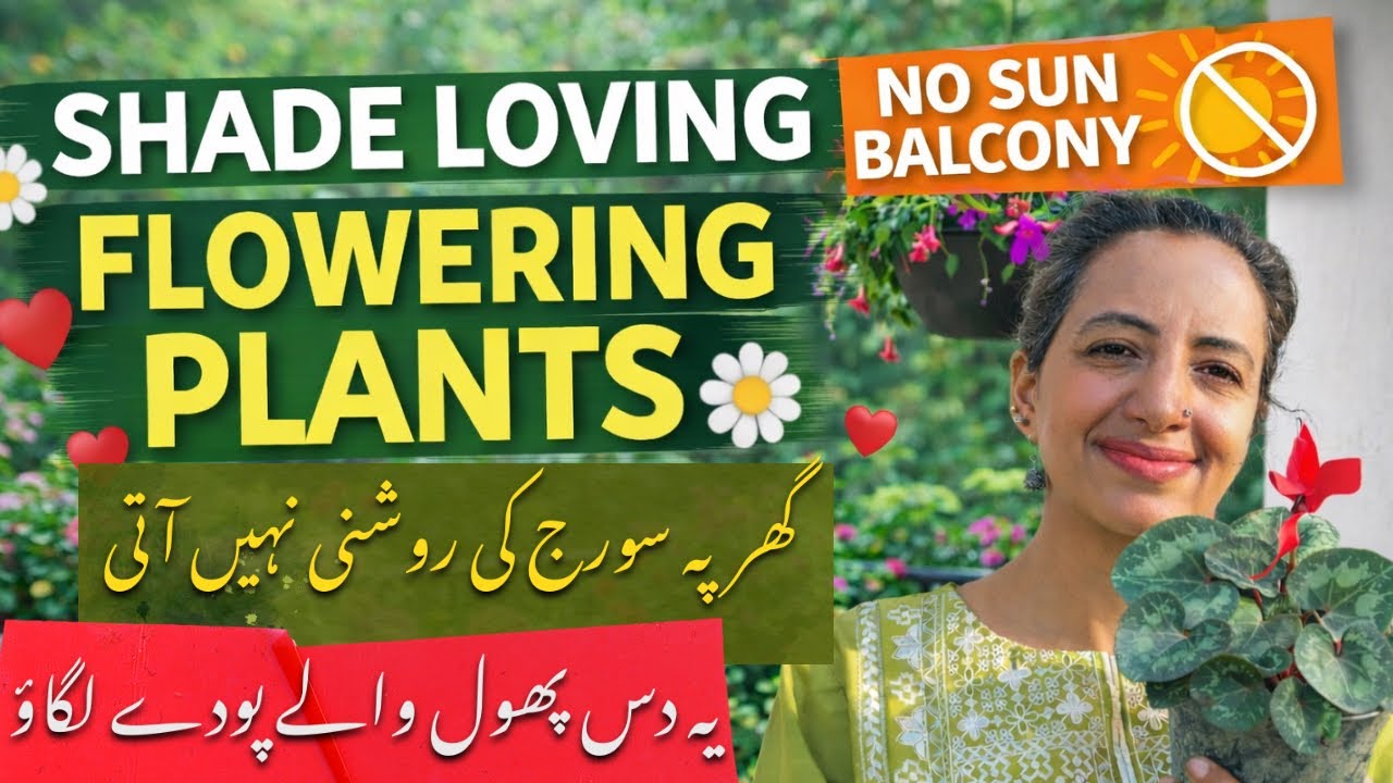 ⛔️ 10 Best Shade Loving Flowering Plants in Your Balcony | with Easy Care Tips