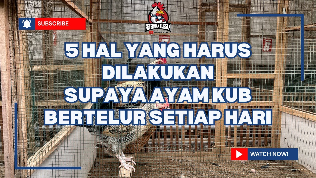 5 HAL WAJIB DILAKUKAN AGAR AYAM KUB BERTELUR SETIAP HARI