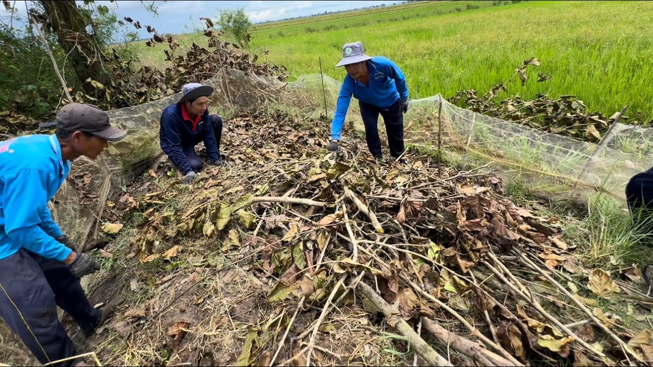Dỡ Chà Chuột Mùa Nước Nổi ( Mùa Lũ ) Ở Miền Tây | hunting | - TT2217