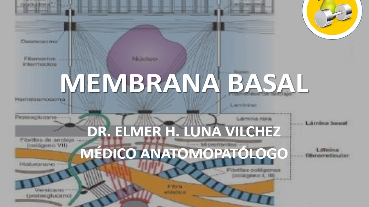 MEMBRANA BASAL / Dr. Elmer Luna Vilchez