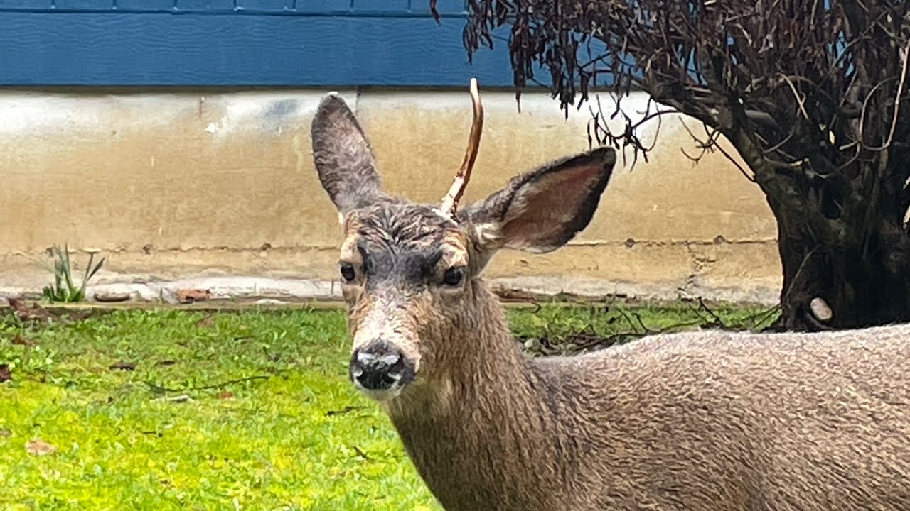 Antler Shed, Back Yard Deer, Bird Feeder: S2E6 View From Our Window, Todays Creation