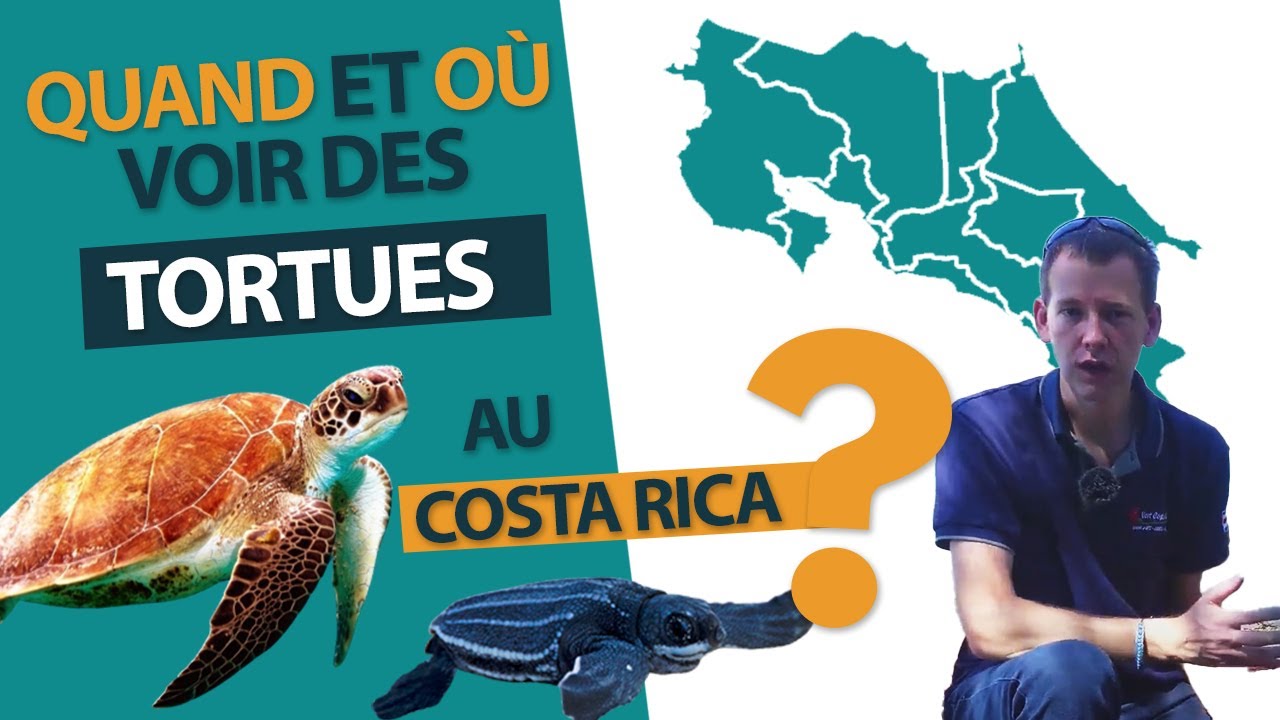Quand et o&ugrave; voir des tortues pendant votre voyage au Costa Rica ?