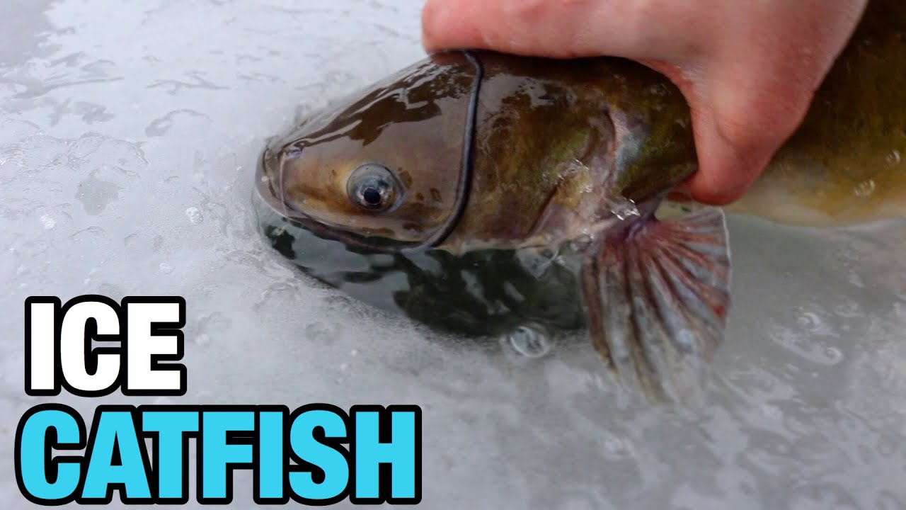 Ice Fishing for Pond Catfish Using Tip-Ups and Chicken Liver!!!