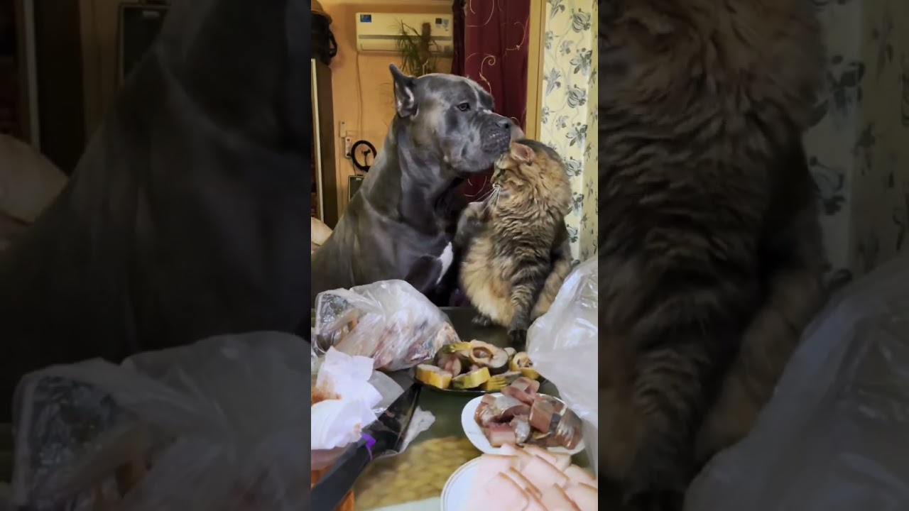 Cats, dogs, pets lover ❤️😍😘 #animals #funny #cute #cat #petshub #petsrule
