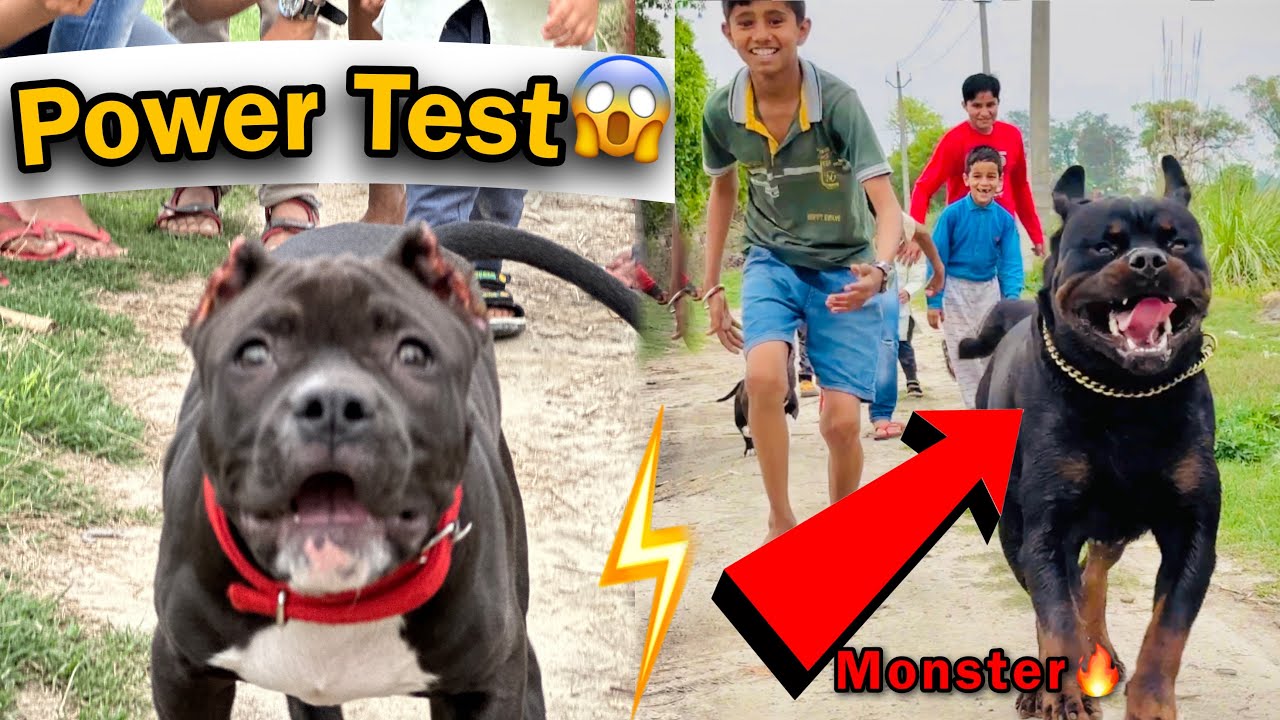 AmericanBully Kallo Power Test 😱 Monster Pikku🔥