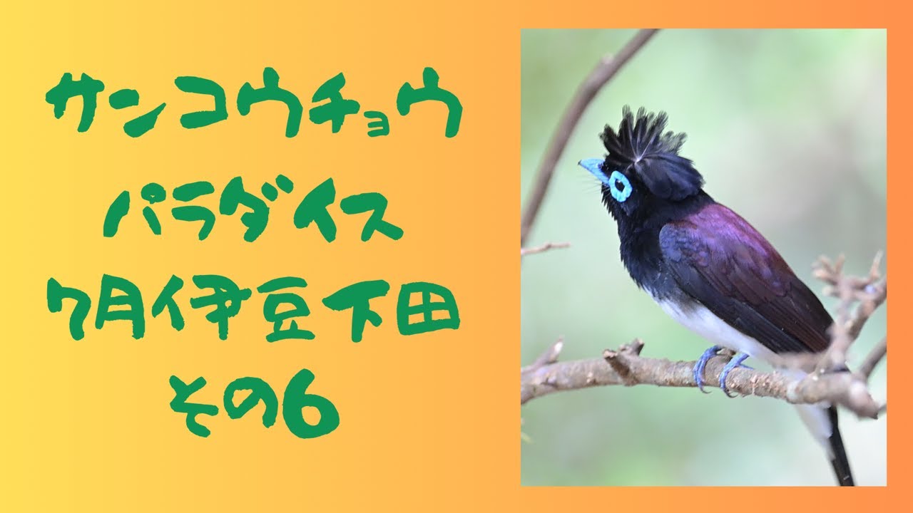 ホイホイホイ、サンコウチョウの鳴き声が教えてくれます。こっちだよ！。