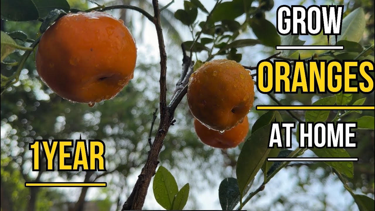 Grow oranges at home 