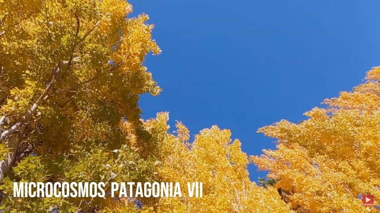 MICROCOSMOS PATAGONIA VII-Celina Vacca & Alfredo del Castillo