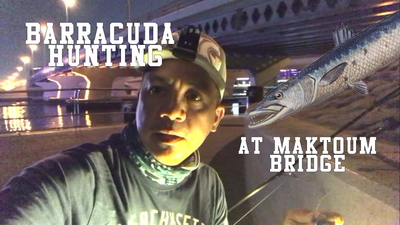Barracuda Hunting at Maktoum Bridge Dubai | Fishing Series EP. 1 #fishing #dubai