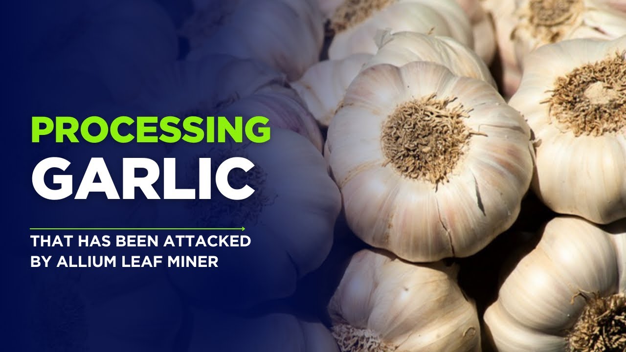 Allium leaf miner can ruin a crop of garlic. Find out how you process garlic regardless.