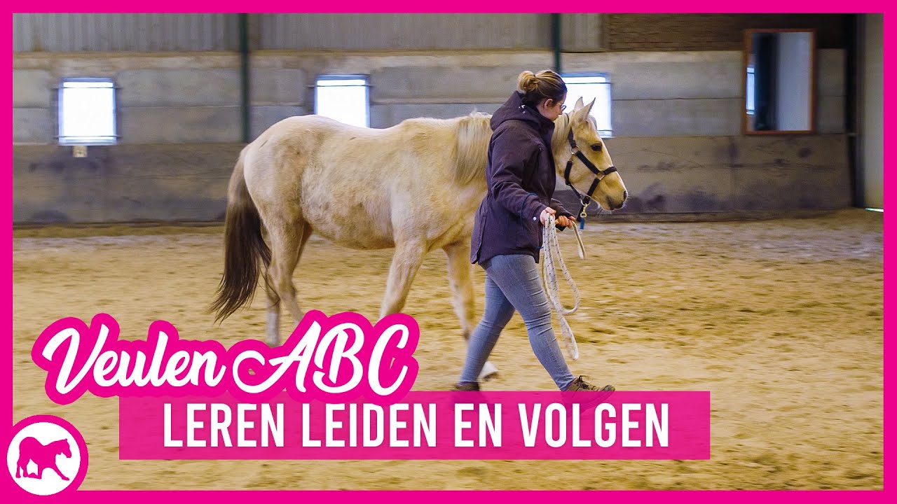 VeulenABC - Leren leiden en volgen | Basis grondwerk