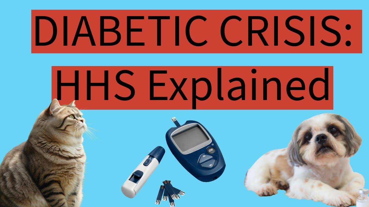 Hyperosmolar Hyperglycemic State vs. Diabetic Ketoacidosis in Dogs and Cats