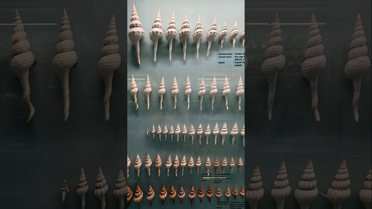&ldquo;Shell Shock at India Seashell Museum! 🐚😲✨&rdquo;#ShellShock #MahabalipuramMagic