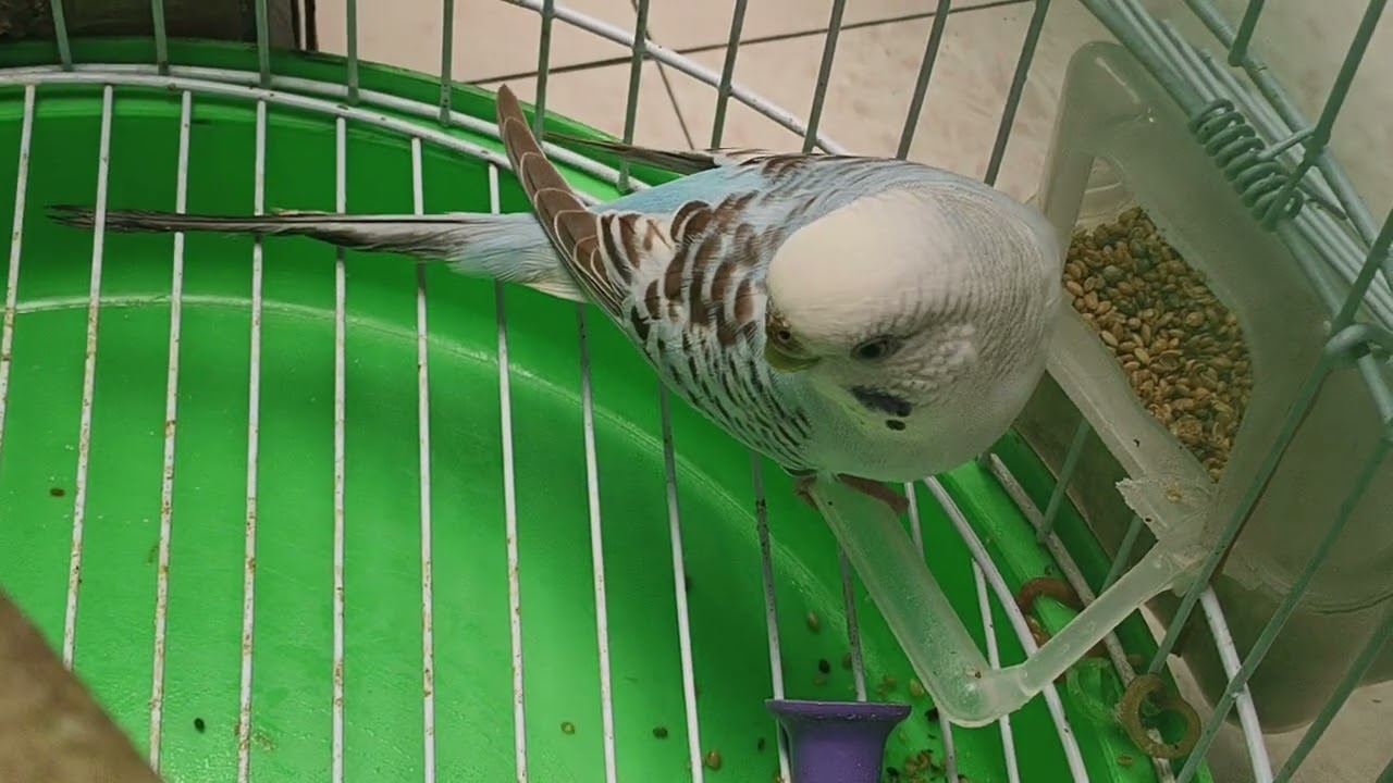 Ye dekho kya halat ki hai isne 😮🦜🦜🕊️