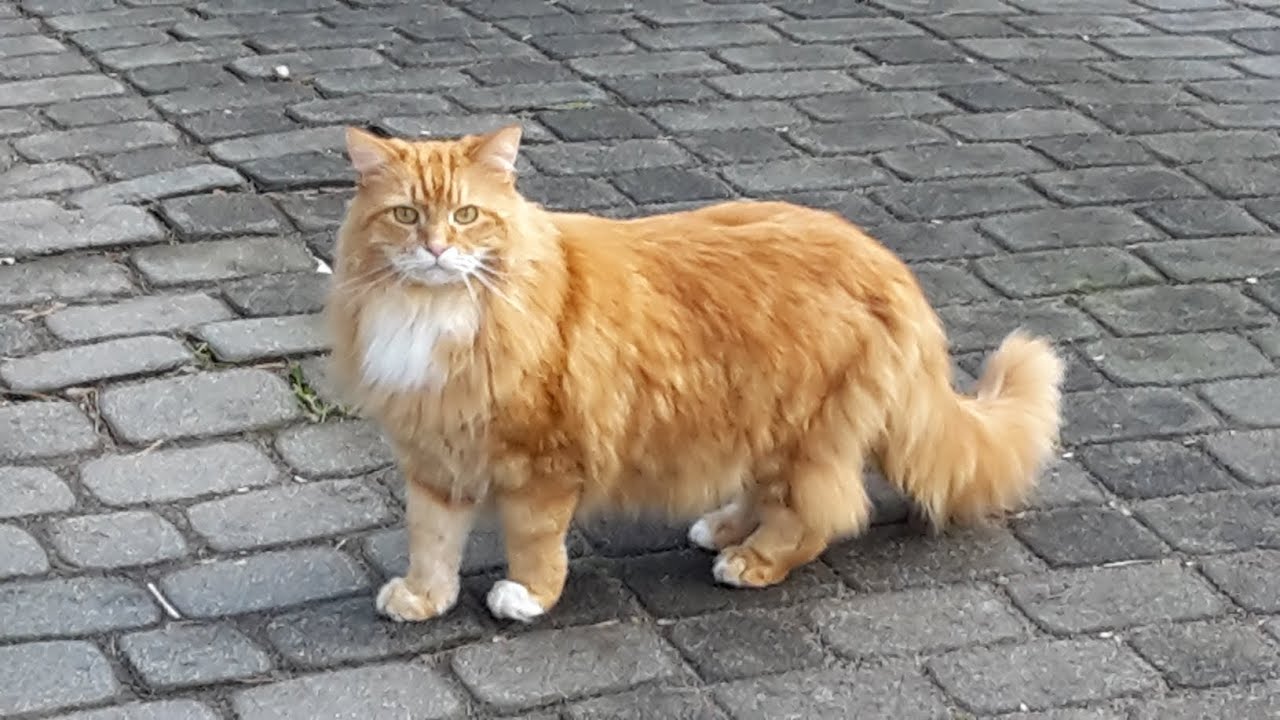 A CAT ON THE HUNT/ КОТИК НА ПОЛЮВАННІ🐈🐾🐾 