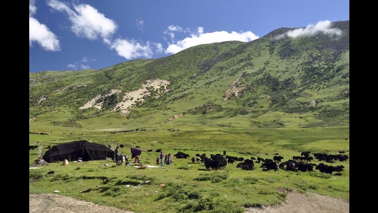 4/4 གངས་ལྗོངས་ཁྱུ་བྱུག་བདུད་བྷེའི་རྡུང་ལེན་གཅེས་བཏུས། 雪域杜鵑鳥德白彈唱選集  Dubey's Tibetan Playing Anthology
