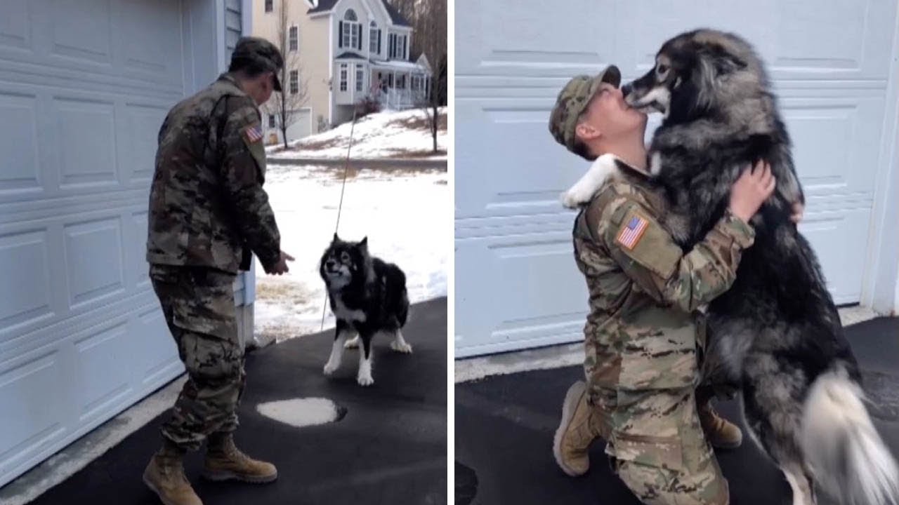 Husky Reunited with Military Dad
