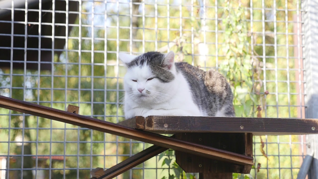 Tierheim St. Pölten Imagevideo