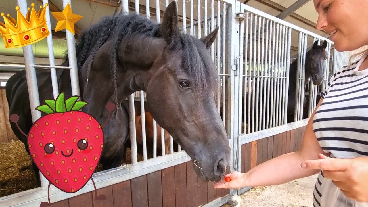 The strawberry test with our Friesian horses 🍓