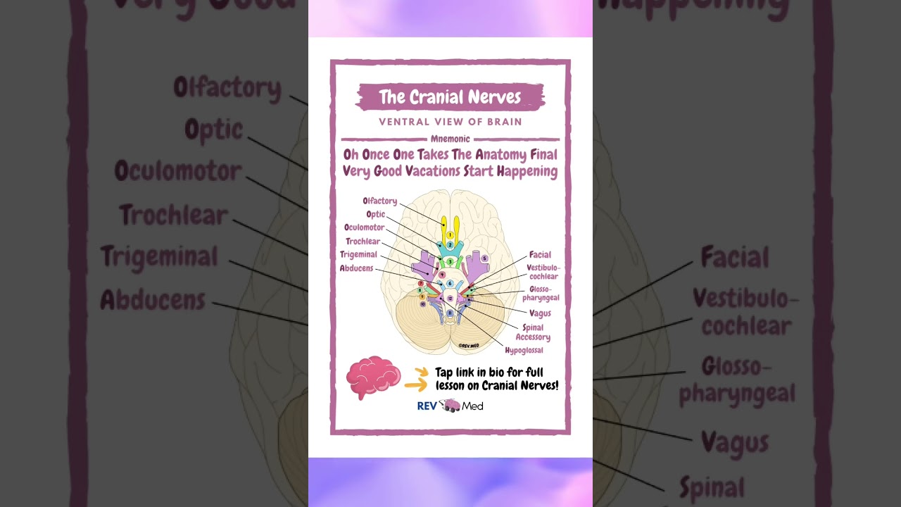 Cranial Nerves!