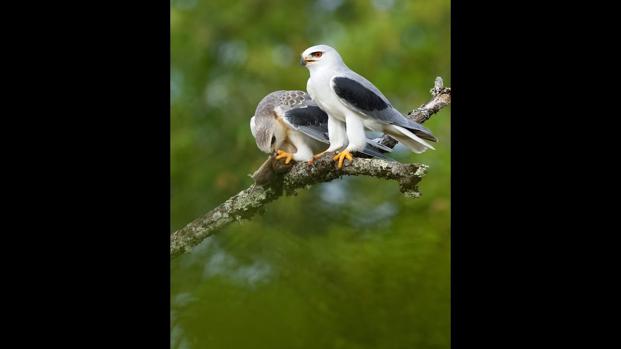 Présentation matériel photo et audio pour enregistrement de chants d’oiseaux ,Loriot , Hibou etc ...