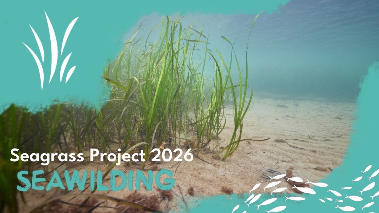 Seawilding updates and plans for 2026